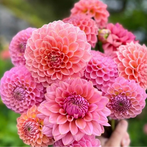 Posh💕 - Picture 2 of 16